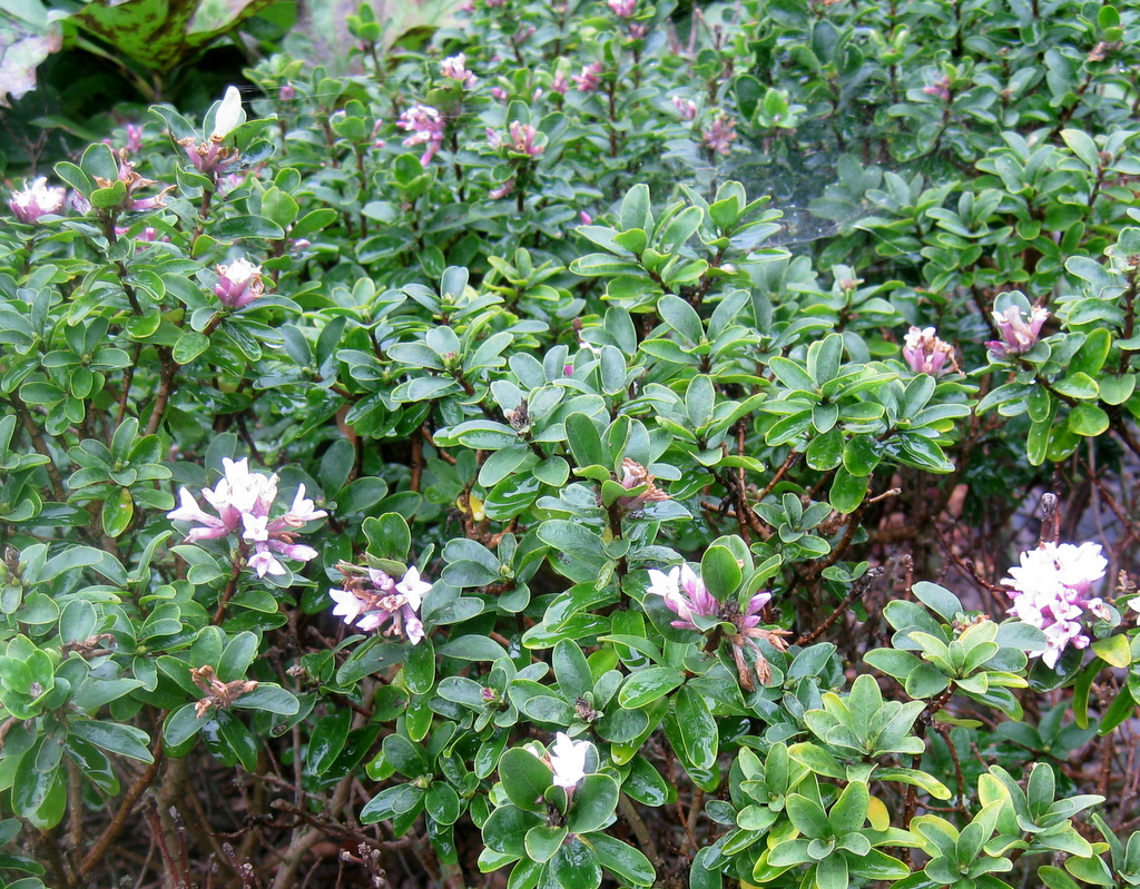 Daphne x mantensiana 'Manten' - Click Image to Close